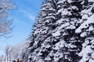 15 декабря в Туле ожидается 5-градусный мороз.