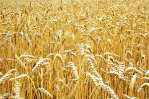 Читайте в ТИ:  Тульские аграрии планируют собрать 1.3 млн тонн зерна.