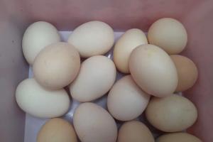 Сельхозтоваропроизводители намерены в этом году дополнительно получить примерно 750 млн яиц.