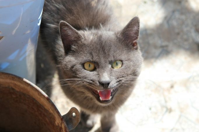 В Щекино кошка пять дней сидит на ветке без еды и воды