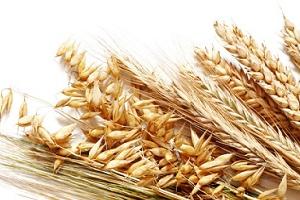Из-за дождей Тульская область рискует потерять до 20% урожая зерна.