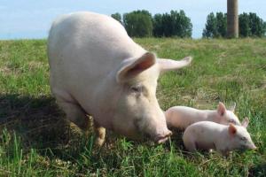 2015-2017  годы станут прорывными для тульских свиноводов.