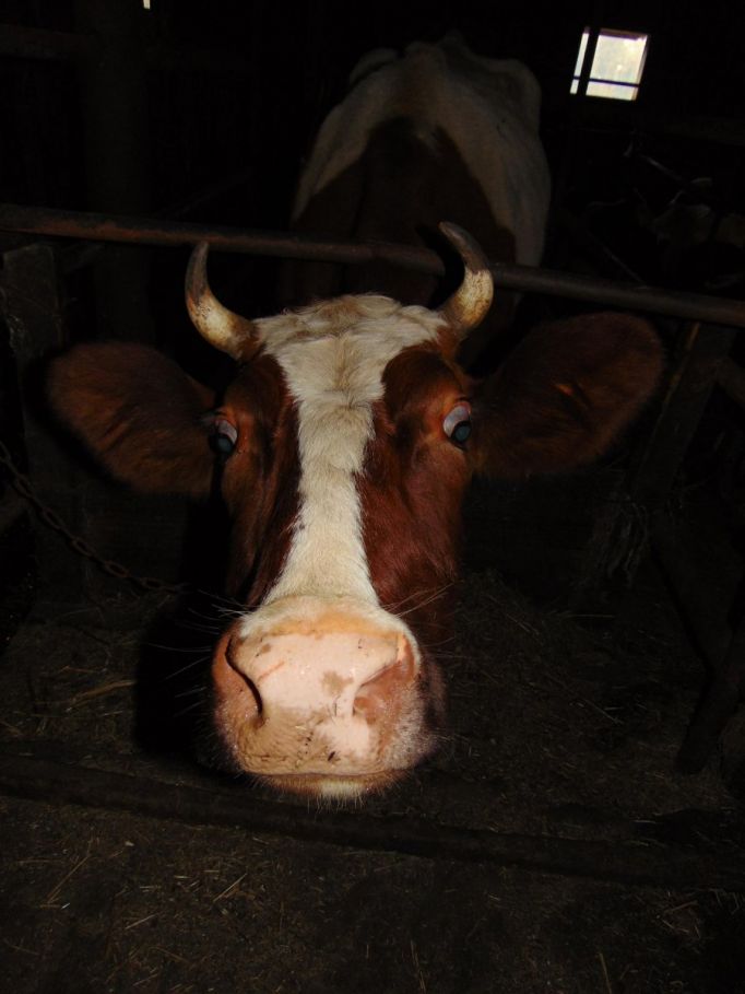 В Дубенском районе калужанин украл 4 коров