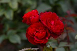 В Ясной Поляне высадили более 50 кустов роз сортов XVIII–XIX веков.