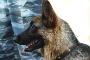 В Ефремовском районе похищенные продукты обнаружила служебная собака.
