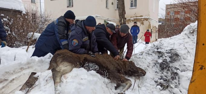В Туле на Дзержинского спасли лося из подвала