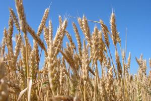К 2015 году объемы сельхозпроизводства в Тульской области вырастут на 15%.