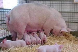 В Туле подписали соглашение о строительстве 3 крупных свинокомплексов.