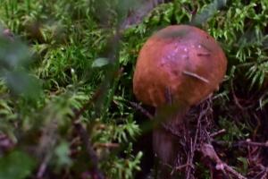 В Ясногорском районе грибник попал в ловушку неизвестных вредителей.