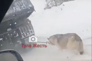 В Тульской области мужчина жестоко «выгуливал» собаку, привязав в КамАЗу.