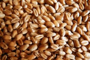 В Тульской области Россельхознадзор обнаружил более 800 тонн пшеницы без необходимых документов.