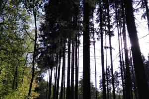 Ущерб под миллион: в Тульской области возбудили дело по факту незаконной рубки деревьев.