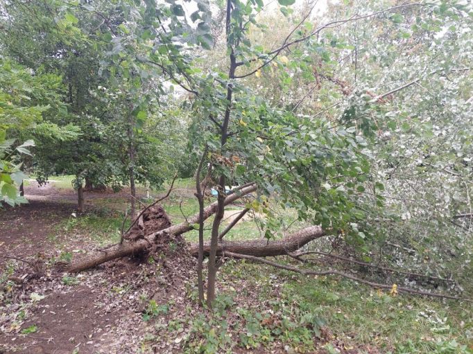 В Туле шквалистый ветер повалил 27 деревьев и столб