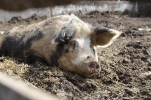 В Кимовске боролись со смертельной африканской чумой свиней.