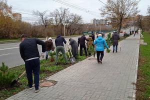В Туле вдоль ул. Дм. Ульянова высадили почти 300 деревьев.