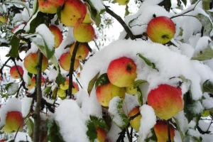 По погоде 3 февраля в Тульской губернии предсказывали урожаи.