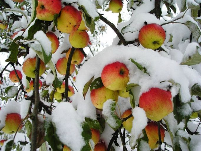 По погоде 3 февраля в Тульской губернии предсказывали урожаи