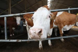 Сегодня в "ТИ": Какие перспективы у молочного скотоводства в Тульской области?.
