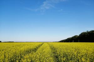 С 4 июля в Чернском и Тепло-Огаревском районах будет проводиться химобработка сельхозугодий.