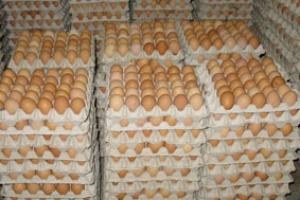 Тульские куры через пару лет должны снести полмиллиарда яиц.
