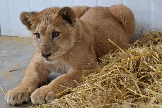 Спасенный львенок останется жить в Тульском зоопарке 