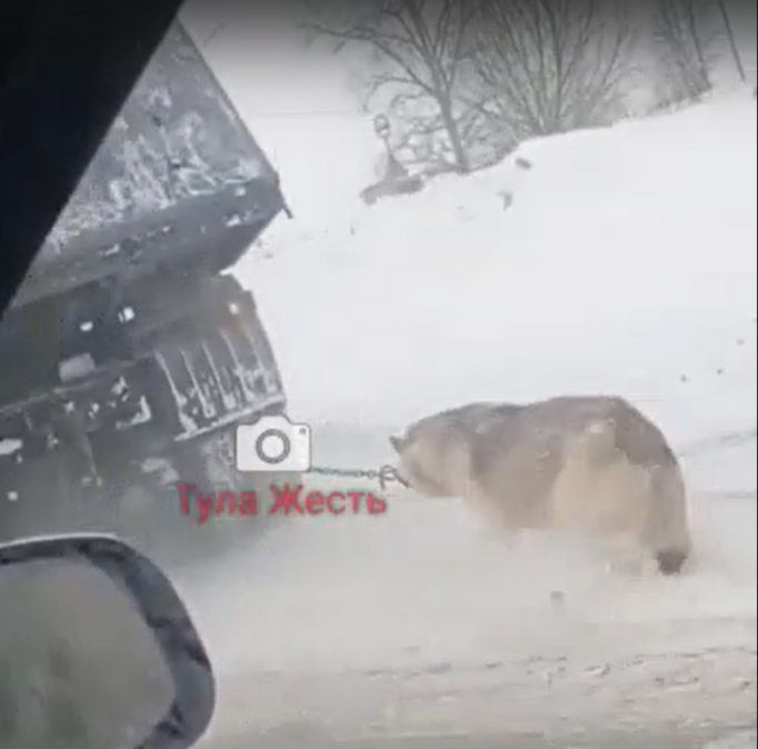 В Тульской области мужчина жестоко «выгуливал» собаку, привязав в КамАЗу