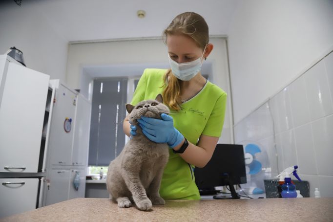 В России значительно увеличились поставки вакцины для домашних животных