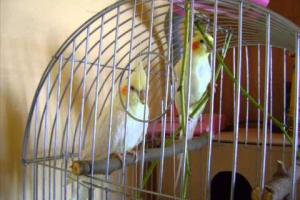 Клетку с попугаями украли в Щёкинском районе; птицы не пострадали.