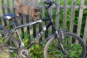 В Тульской области 37-летний мужчина украл велосипед.