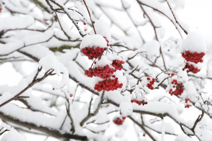 9 января в Туле будет небольшой снег
