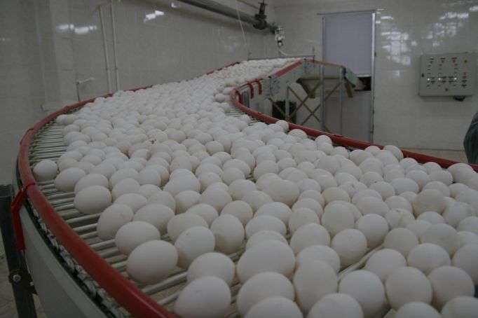 В Тульской области выросло производство яиц и молока
