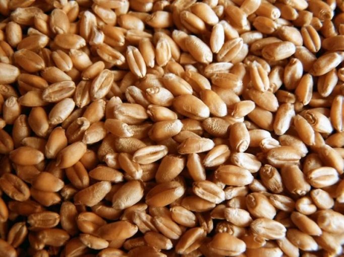 В Тульской области Россельхознадзор обнаружил более 800 тонн пшеницы без необходимых документов