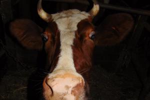 В Дубенском районе калужанин украл 4 коров.