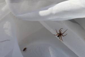 Сотрудники тульского Экзотариума нашли в усадьбе Федяшево редкий вид паука.