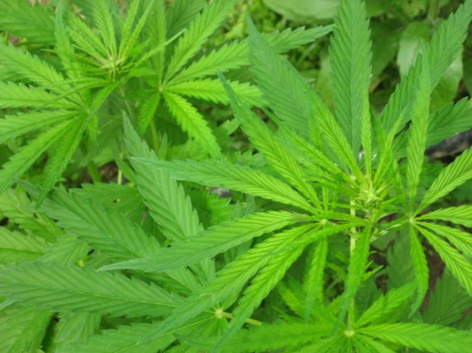Житель Плавского района возле дома выращивал марихуану 