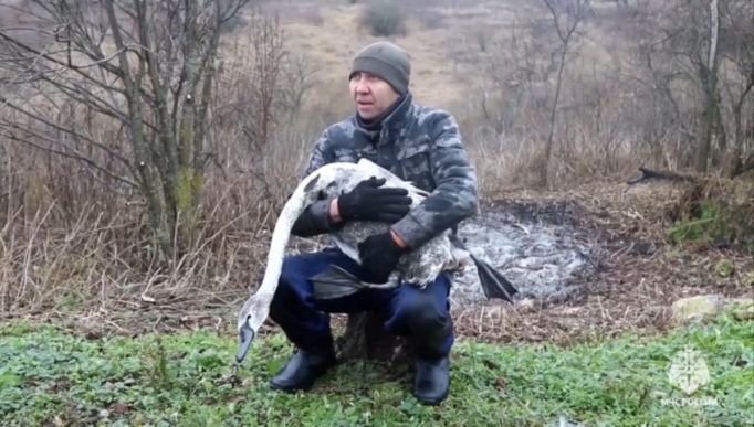 В Тульской области водолазы спасали раненого лебедя