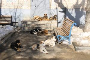 Шрамы, шок, потеря памяти: жители Болохово страдают от нападения собак.