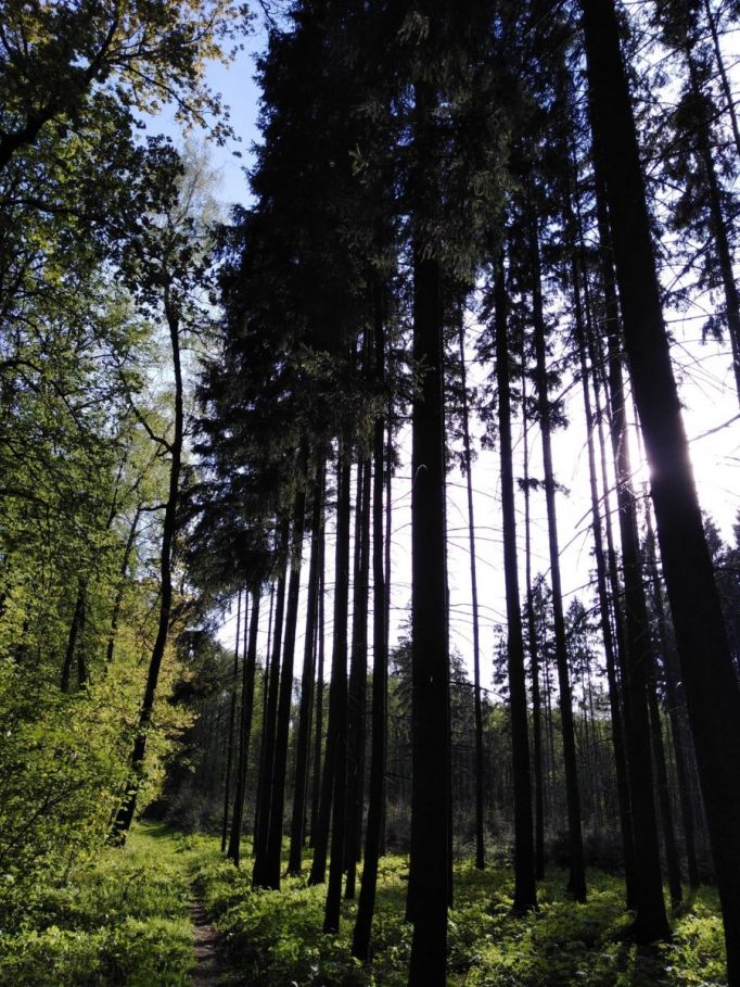 В Тульской области возбуждено дело о незаконной рубке лесов в крупном размере