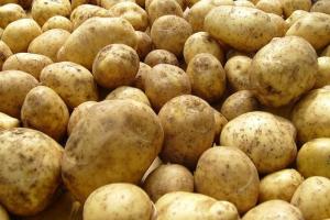 Кимовчанин выкрал с чужого огорода картофель.