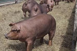 Беларусь запретила ввоз свинины из Тульской области.