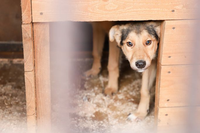В Туле в 2022 году на отлов и содержание бездомных собак потратят 12 млн рублей