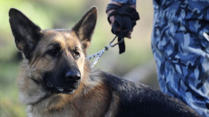 С помощью кинолога и собаки ефремовские полицейские задержали напавшего на женщину грабителя